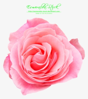 Pink Rose Png Free Download - Pink Rose Free Png #148423