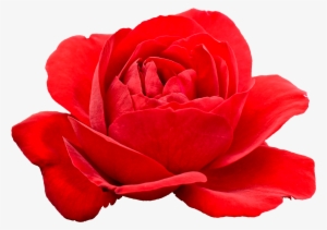 Free Download - Portable Network Graphics #148491