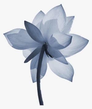 About Our Name - Sacred Lotus #148714