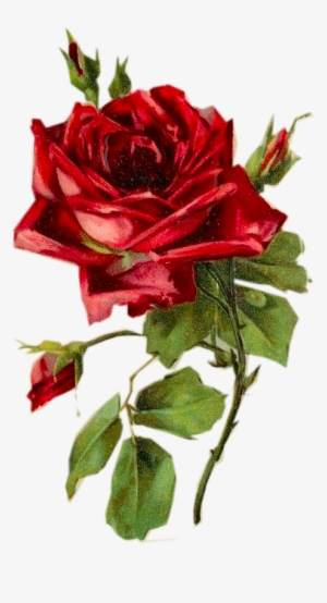 P Clipart Red Rose - Trajes Tipicos De Italia Tarantela #149369