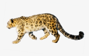 Jaguar Free Download Png - Portable Network Graphics #149556