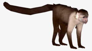Monkey Clip Library Download - Zoo Tycoon 2 Capuchin #149632