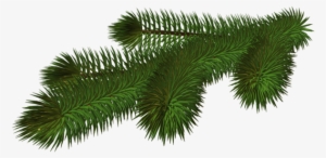 0, - Christmas Tree Branch Png #149869