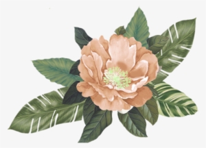 Peach Flower Background #1401190