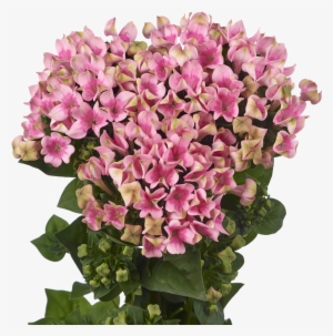 Bouvardia Crazy Pink #1401685 Bouvardia Crazy Pink #1401685