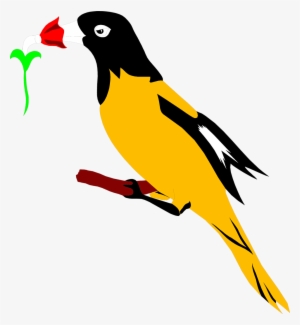 Oriole Clipart At Getdrawings - Oriole Bird Clipart #1411211