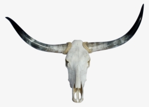 Texas Longhorns & Skull - Texas Longhorns Football #1422430