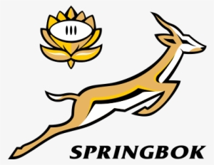 South Africa Springboks Rugby - All Blacks Vs Springboks #1424419