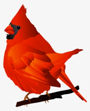Vector Bird Cardinal - Red Bird Transparent Background #1430471