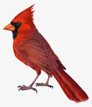 Cardinal Bird Png - Cardinal Drawing #1434486