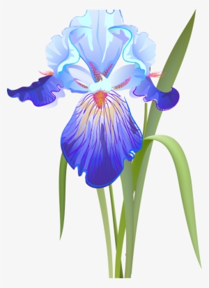 Фото, Автор Soloveika На Яндекс - Ирисы На Белом Фоне #1439868