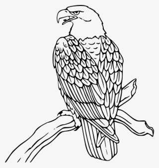 This Free Clipart Png Design Of Bald Eagle #1440267