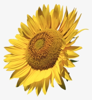 Sunflowers Calendar 2018: 16 Month Calendar #1440463