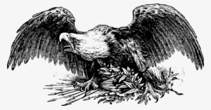 Bald Eagle United States Drawing White-tailed Eagle - Vintage Eagle Illustration #1440637
