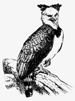 Big Image - Aguila Arpia En Dibujo #1440729