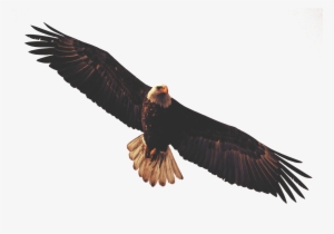 Golden Eagle Clipart Dead Eagle - Bald Eagle Sticker #1440789