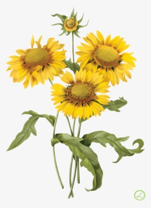 Decoupage Images - Vintage Yellow Flower Tile #1440851