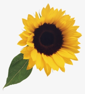 Free Sunflower Clipart Png - Sunflower Clip Art No Background #1440909