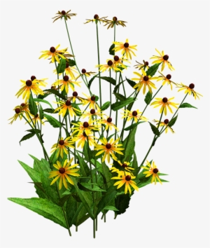 Sunflower Clipart Shrub - Black Eyed Susan Png #1441297