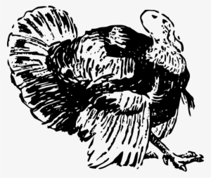 How To Set Use Turkey Clipart #1441436 How To Set Use Turkey Clipart #1441436