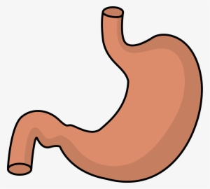 Body Systems At Getdrawings Com Free For - Stomach Clipart #1442967 Body Systems At Getdrawings Com Free For - Stomach Clipart #1442967