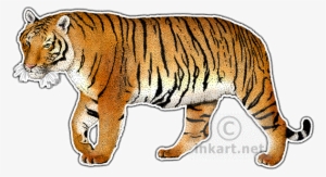 Collection Of Drawing High Quality Free - Indochinese Tiger Rectangle Magnet #1443736