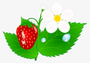 Strawberry Flower Jh Clip Art At Clipart - Strawberry Plant Clip Art #1444062