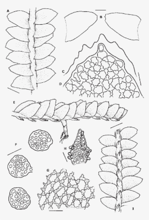 B - Leaves - C - Outline Of Leaf Apex, Showing Teeth - Leaf #1445974