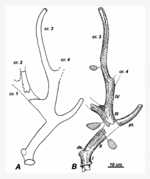 -right Antler Of Specimen Km388 - Antler #1447150