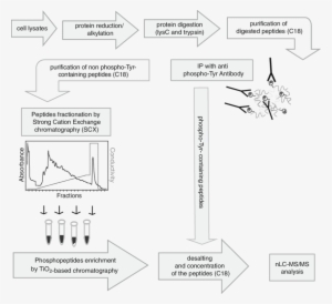 Outline Of The Phosphoproteomics Workfl Ow - Diagram #1448388