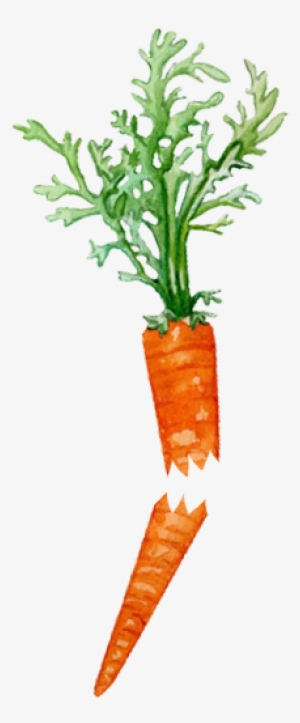 Carrots Png Stem - Broken Carrot #1449862