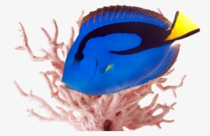 Our Beautiful Aquariums And Butterflies Also Create - Pink Coral #1450189