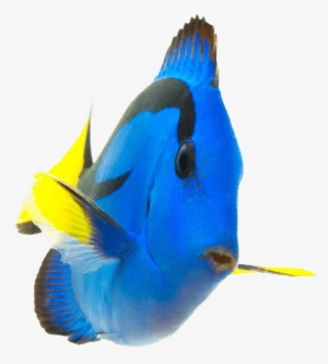 Fish - Coral Reef Fish Png #1450243