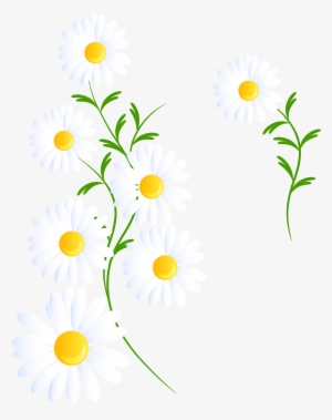 Transparent White Decoration Png - White Daisies Clipart Png #1450506
