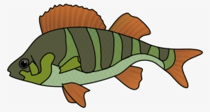Collection Of School Of Tropical Fish Drawing High - Fish Drawing Png #1450626