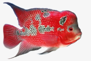 This Page Is Your Source For The Latest Phishing Attempts #1450646 This Page Is Your Source For The Latest Phishing Attempts #1450646