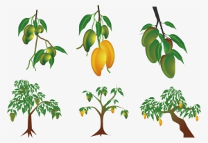 Mango Euclidean Vector Clip Art - Mango Tree Vector #1451585