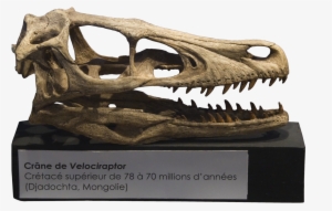 Velociraptor Skull Crâne - Velociraptor Skull #1452698