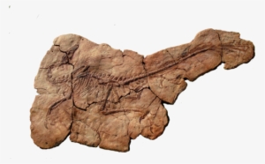 Velociraptor Skeleton For Sale At The Prehistoric Store - Velociraptor #1453191