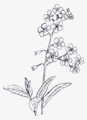 Harriet Church London Bespoke - Forget Me Not Drawing #1453640