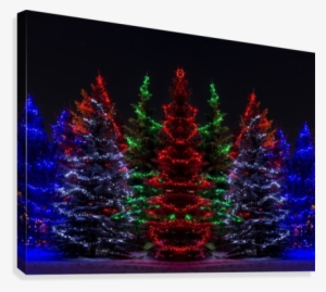 Colourful Christmas Lights Around Several Evergreen - Christmas Lights In Evergreen Trees #1453919