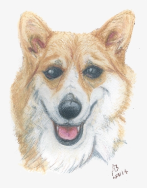 A Watercolour Pencil Drawing Of A Corgi - Drawing #1456289