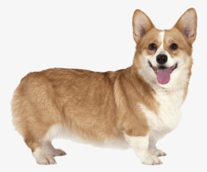 Pembroke Welsh Corgi - Corgi Png #1456319