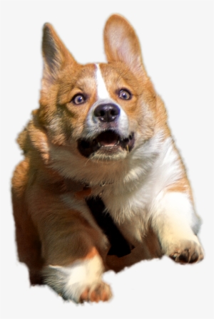 Transparent Corgis Pinterest And - Corgi Transparent #1456349