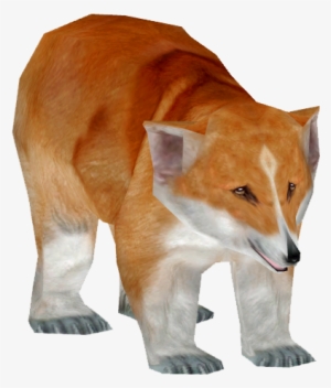 Pembroke Welsh Corgi - Red Fox #1456403