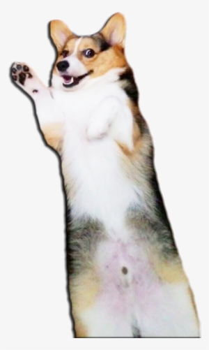 For Those Of You Who Might Enjoy A Creepy, Cheeky Corgi - Corgi Butt Transparent Background #1456478