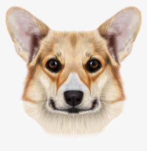 Pembroke Welsh Corgi Cardigan Welsh Corgi Pug Pomeranian #1456588