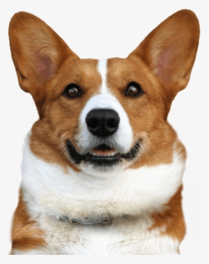 Search - Welsh Corgi #1456658
