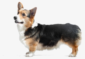 Pembroke Welsh Corgis Are Smart, Affectionate And Alert - Pembroke Welsh Corgi #1456675