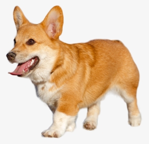 Pembroke Welsh Corgi #1456745